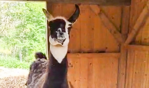 Lama